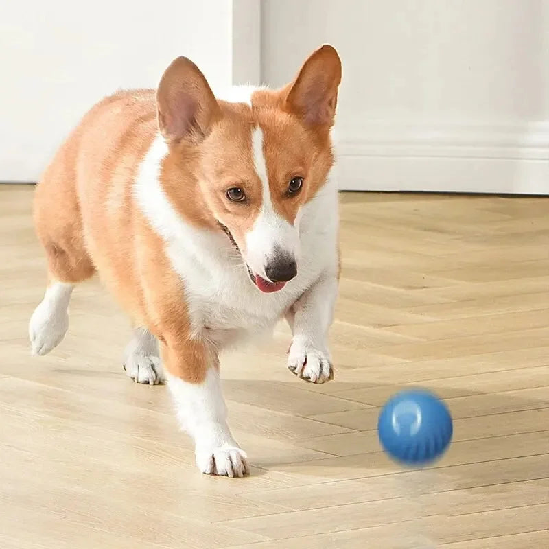 Balle Interactive Électronique pour Chien & Chat — USB Rechargeable