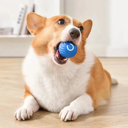 Balle Interactive Électronique pour Chien & Chat — USB Rechargeable