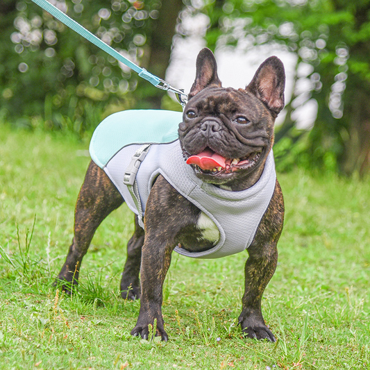 "Veste Rafraîchissante pour Chien"