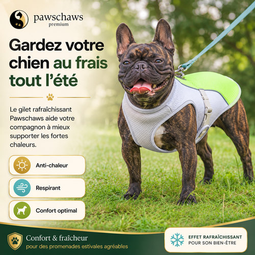 Bouledogue français portant le gilet rafraîchissant Pawschaws Premium pour rester au frais pendant l'été.