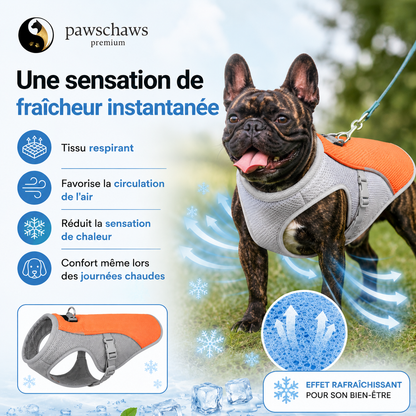 Chien profitant de l'effet rafraîchissant instantané du gilet de refroidissement Pawschaws lors d'une journée chaude.